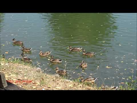 LE ANATRE DI GERMANO VENGONO A RIVA PER MANGIARE AL LAGO GIURDAN A BOVES. (CN) SAB. 22 . 8 - 2020.