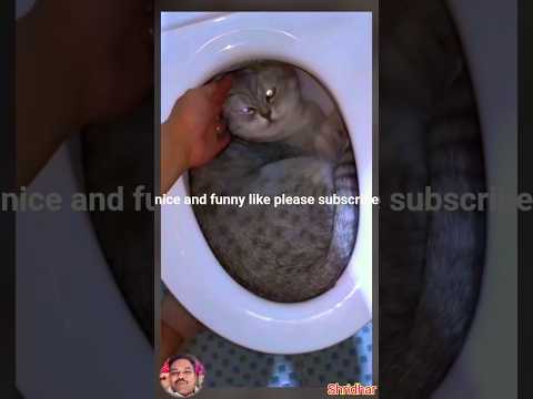 #trending #cat #funnyvideos #funny #viralreels #ytshorts #shorts #bkffofficial1