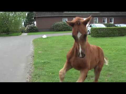 01 Hengstfohlen von  Fürst Jazz