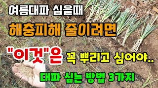 여름대파 심을때 해충피해를 줄이려면 이것은 꼭 뿌리고 심어야 대파가 잘 자랍니다 대파심는방법3가지