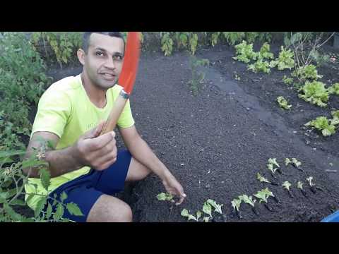 Como plantar alface fácil - Início, meio e fim.