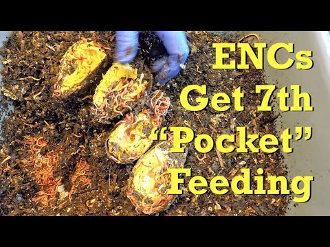 ENC worm bin's 7th 'pocket feeding' after 10 days - vermicompost