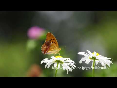 アメリカナデシコとフランスギクに来たチョウ　Sweet Williams & Dog daisy attract Butterflies