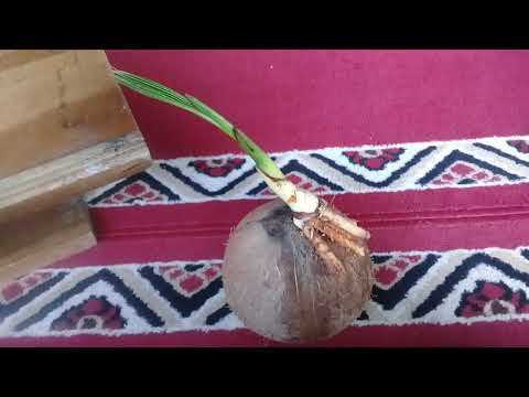 Klapa tunas Subhanallah