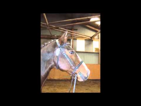 Holsteiner Stute von Locato