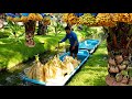 Dates Palm Harvesting! How Thai Farmer Harvest Dates Palm | Thailand Farm