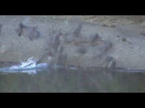 Pete's Pond : Crocodile get's a Guinea Fowl for his dinner this evening  at  on April 10,2017