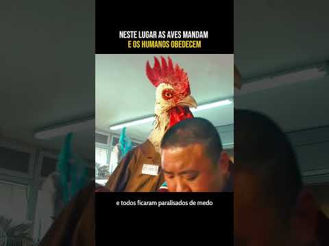neste lugar as aves mandam e os humanos obedecem