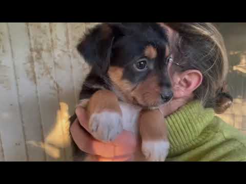 Regalo penna deliziosa cuccioletta 2 mesi, una piccolina vispa e vitale che vuole solo amore!