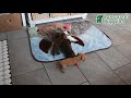 Miniature Dachshund dogs for sale: Jace - Video 1