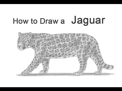 How to Draw a Jaguar