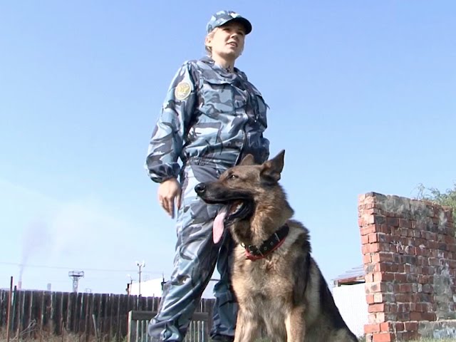 Хвостатая работа