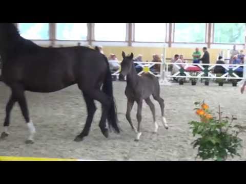 For Romance-De Niro filly * 06/ 2016