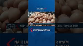 Download lagu Naik Lagi! Harga Telur Ayam 30 Ribu Rupiah Perkilogram mp3