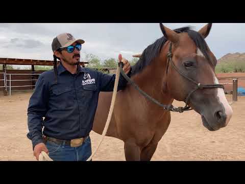AZHT: How to Flex Your Horse