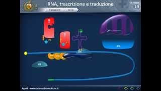 Biologia 13  - RNA, trascrizione e traduzione (parte 2)