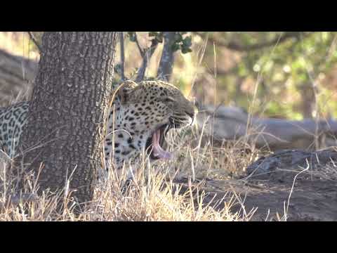 WATCH: Leopard hunts a common duiker for a week | #africa #nature #animal #leopard #hunting #safari