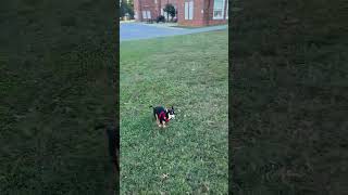 Video preview image #1 Miniature Pinscher-Unknown Mix Puppy For Sale in Forest, VA, USA