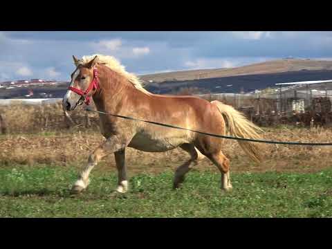 Manza, rasa Semigreu Romanesc | Sannicoara, Cluj - 2017 -