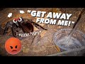 WATERING my TARANTULAS "(Part 11)” !!!