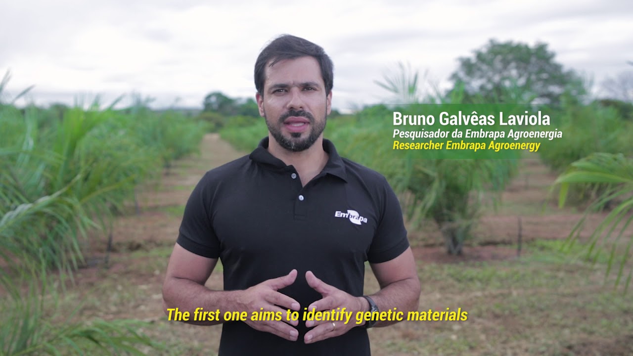Macaúba em Sistemas Agroflorestais
