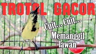 Download lagu PANCINGAN SOGON GACOR NGLEPER‼SOGON TROTOL GACOR MEMANGGIL LAWAN mp3