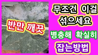 호박잎이 반쪽만 깨끗한 이유 농약효과 수십배 높이기~솔림농원텃밭,주말농장텃밭,침투제,락스,농사,농부