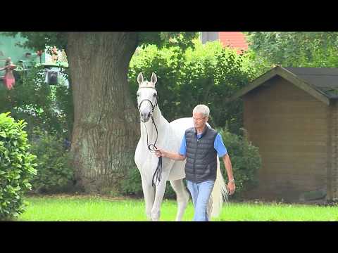 Die Verbandshengste 2020 - Livello v. Limbus-Ahorn Z