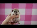 Squeaky Baby Hedgehog