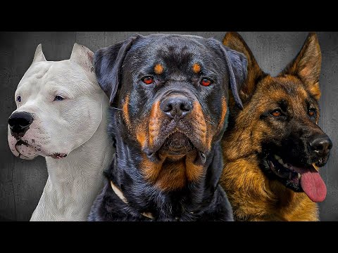 The Elite 14: Strongest Guardian Dogs Ever Bred