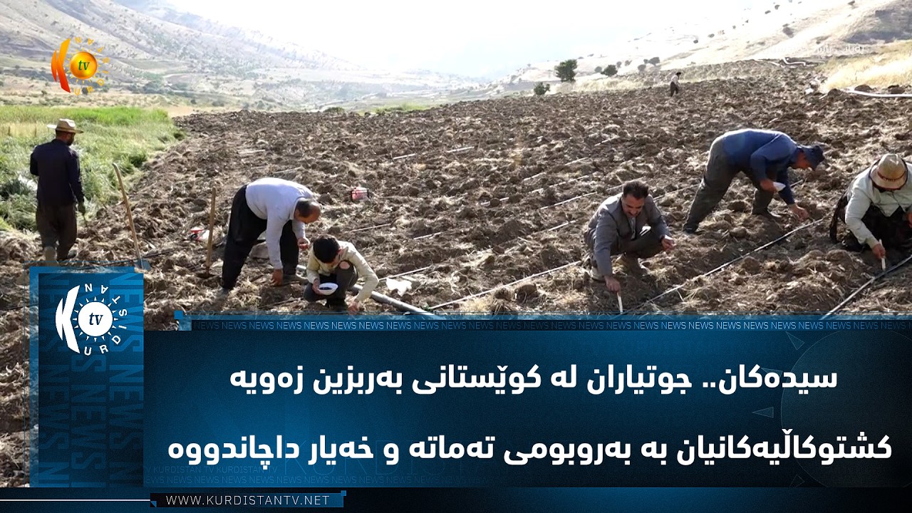 ڤیدیۆ | سیده‌كان.. جوتیاران له‌ كوێستانی به‌ربزین زه‌ویه‌ كشتوكاڵیه‌كان به‌ به‌روبومه‌كان داچاندووه‌