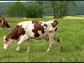 Farms Of The Past The Cow
