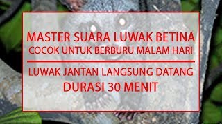 Download lagu MASTER SUARA LUWAK BETINA - COCOK UNTUK BERBURU - DURASI 30 MENIT mp3 Download lagu MASTER SUARA LUWAK BETINA - COCOK UNTUK BERBURU - DURASI 30 MENIT mp3