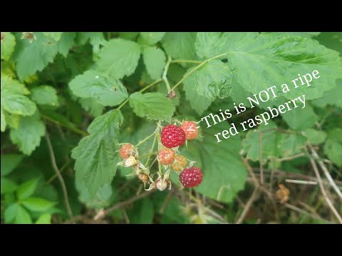 How to Tell Red and Black Raspberry Plants Apart