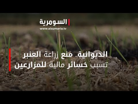 شاهد بالفيديو.. الديوانية.. منع زراعة العنبر تسبب خسائر مالية للمزارعين