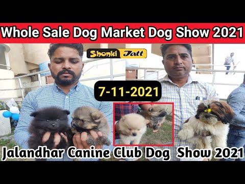 Whole Sale Dog Market at Dog Show Jalandhar 2021