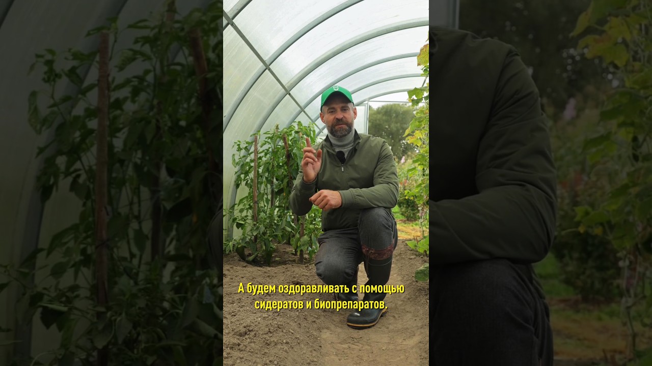 Срочно сделайте это в теплице осенью и забудете о фитофторе и кладоспориозе! Как оздоровить почву