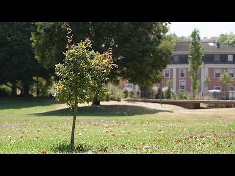 Wie schafft man eine wirklich grüne Stadt?