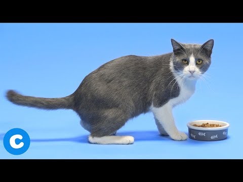 How To Switch Your Cat From Dry To Wet Food | Chewy