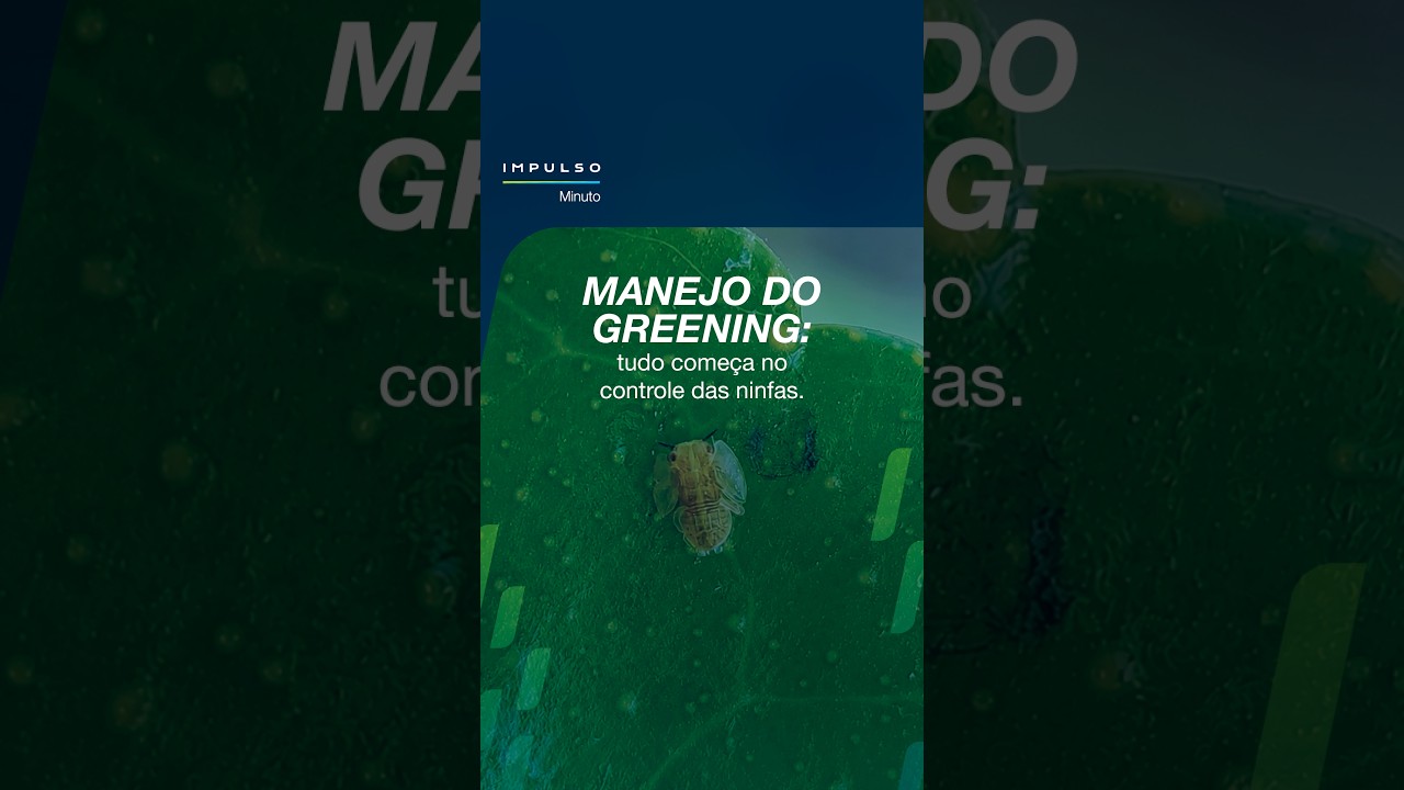 Manejo do greening: tudo começa no controle das ninfas | Impulso Minuto