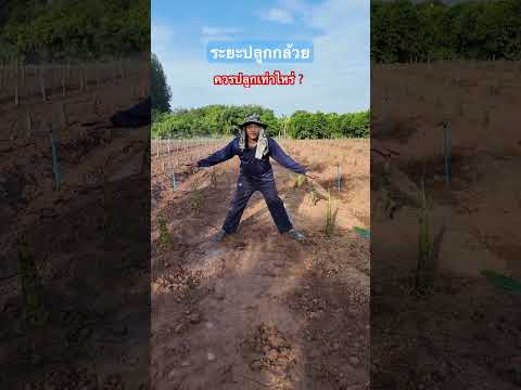 ระยะปลูกกล้วย เท่าไหร่ #กล้วยหอมทอง #banana #หนึ่งเขยเมืองเพชร