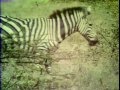 Classic Sesame Street Counting Zebras