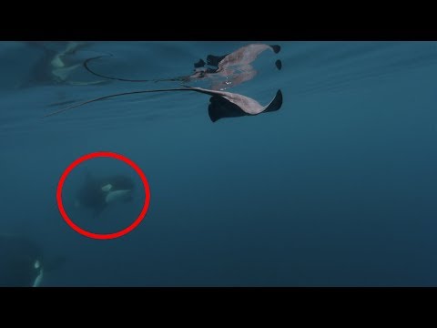 Als die Orcas aus der Tiefe kamen, waren die Taucher komplett erstaunt!