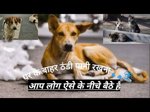 घर के बाहर ठंडी पानी रखना 🙏🏻#dog#live on #dog love #street dog#like
