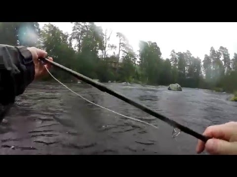 Fiske i Kungsådran, Älvkarleby 2015 Pool2