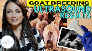 BABIES ARE COMING! GOAT BREEDING & ULTRASOUND RESULTS | VLOG