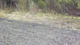 preview picture of video 'geese at the track and Oregon mountains 042508'