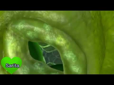 travel Deep Inside a leaf 🌿🍀