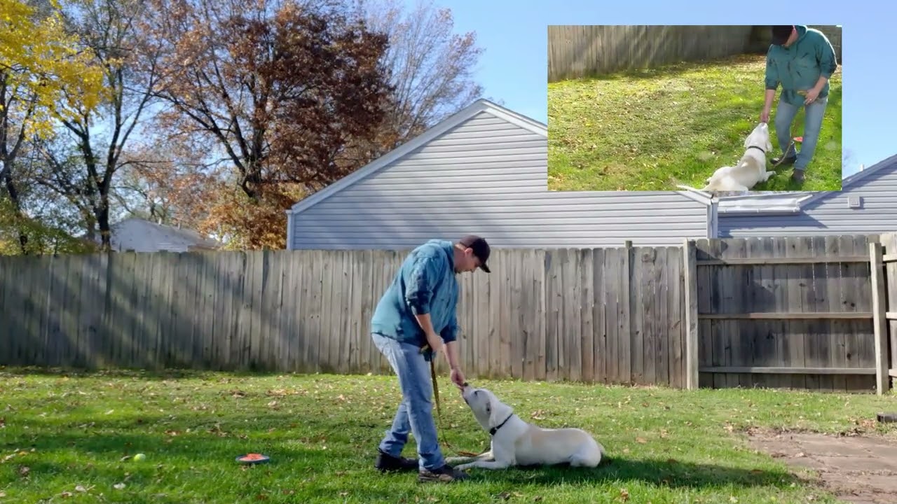 3 basic dog training commands #whyfuss #dogtraining