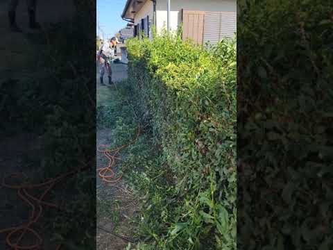 スイミングプールの周りのツゲの生垣